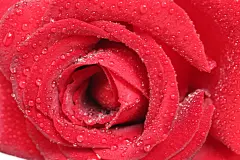 爱情，爱情，love，情侣，红色玫瑰花，花朵，玫瑰花，女生节背景，七夕节背景，鲜花，妇女节背景，情人节背景，玫瑰花，818A4706 – 饿狐背景网站-微距高清设计素材免费图片下载海报壁纸摄影背景素材，背景图，背景墙，背景板，背景图片，背景纹理，背景板设计，背景材质，背景大图