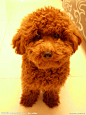 泰迪熊贵宾犬
