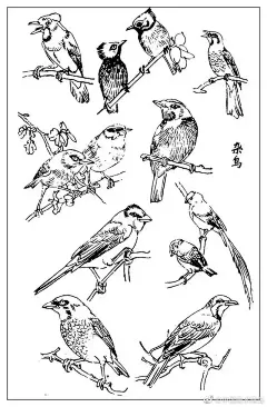 白描鸟类画谱 ​​​​