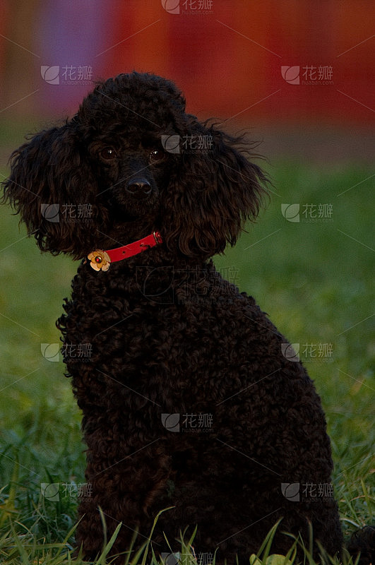 黑毛狮子狗,特写