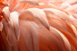 flamingo feathers: 