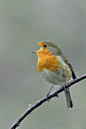 Happy little robin