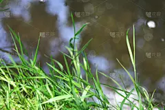 草,自然美,壁纸,美,水平画幅,无人,早晨,草坪,夏天,户外