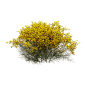 Genista scorpius开满黄色花朵的天蝎染料木花丛3D模型（OBJ,FBX,MAX） 