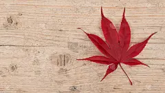 在一个白色刷脚手架木板背景上，在右边的边界上单一的红色枫叶