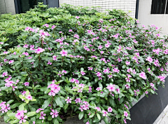 七彩也不够233采集到乡村植物