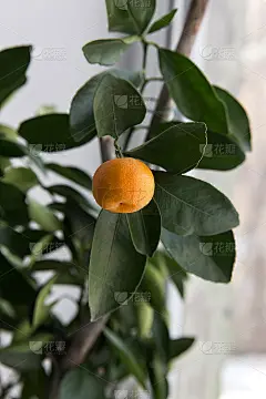 窗台上的室内盆栽桂枝