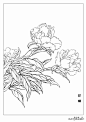 分享 | 9种花卉的各形态白描图 值得收藏