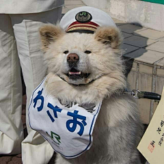 小乔快跑采集到头像