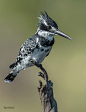 emuwren:

The Pied Kingfisher - Ceryle rudis, is a water kingfisher an is found widely distributed across Africa and Asia.
Photo by Rust Brand.