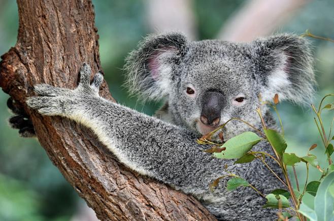 Koala portrait photo...