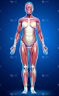 3D对女性肌肉系统进行了精确的医学描述