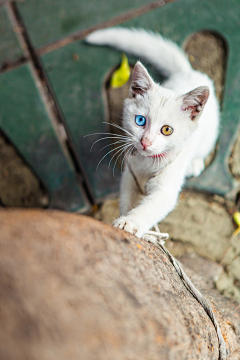 熊猫猫_Irene采集到那些毛茸茸的小可爱们