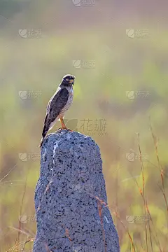 路边鹰在白蚁丘上