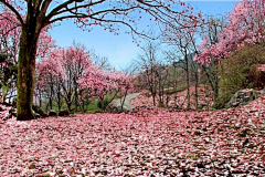 怡BO采集到花草