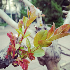 来一杯烧刀子采集到love
