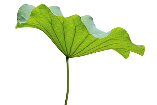 荷叶png