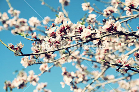 抽象梦幻和模糊图像的春天白色的樱花树。选...
