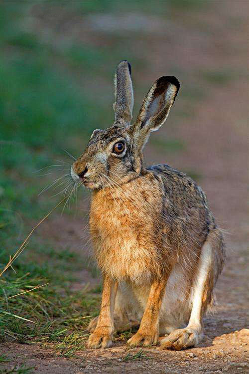 兔形目兔亚科兔属草兔
