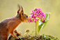 【影像】当动物亲吻花朵，这是世界上最萌的照片