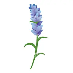 卡通薰衣草插画清新  - 源文件下载【酷图网】卡通薰衣草,薰衣草图案,卡通,素材,元素,矢量,可爱,薰衣草素材,手绘,插画,清新,印花,图案,简约,时尚,薰衣草,花卉,鲜花,春季,夏季,春天素材,夏天素材,花,花朵,薰衣草插画,插图,花素材,节日素材,插花,图标,标志,logo,包装,卡通花朵,卡通花,花朵素材,花艺,园艺,紫色,蓝色,渐变