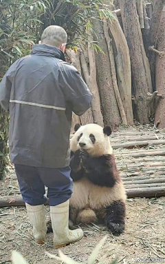 黑爪奶酪采集到熊猫啊啊啊