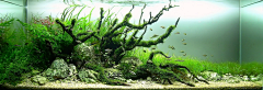 姜小鱼🐟🐟🐟采集到水草造景