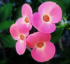 GNEFOAIXH采集到花