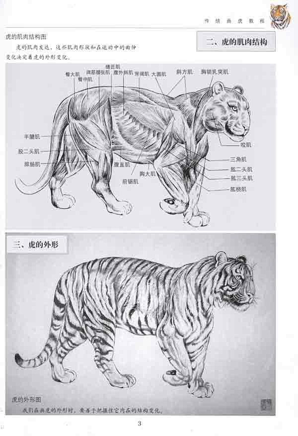 老虎身体结构图片图片