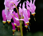 Dodecatheon meadia 流星花