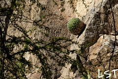 LockLee采集到植物 龙舌兰