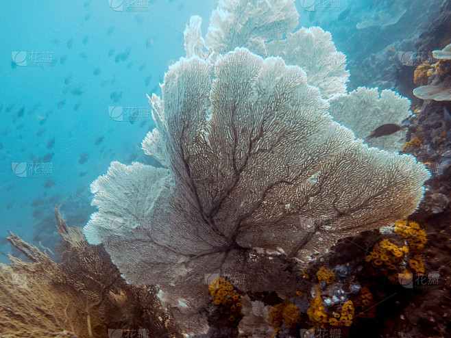 缅甸深海中的巨型海扇