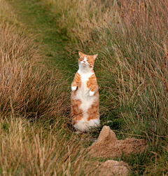 古厝采集到猫猫