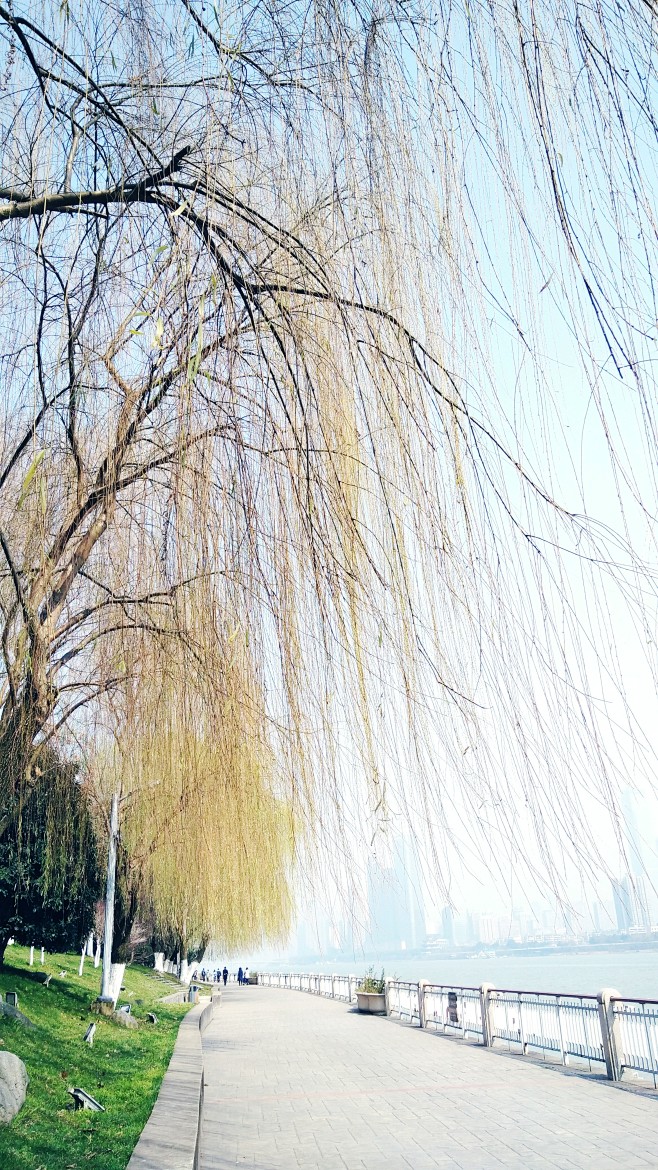 风吹柳树