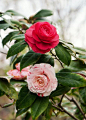 Camellia ... my grandpa had this bush in front of our house growing up