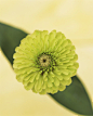 「早安,生日花」 8.14 百日菊