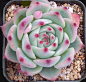 echeveria colorata - full sun to partial shade, let dry ... 