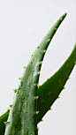 Aloe you vera much!