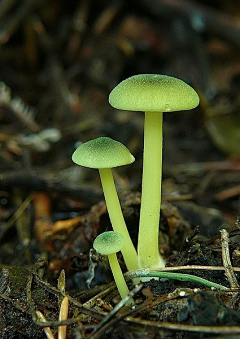 蘑人啾啾采集到植物