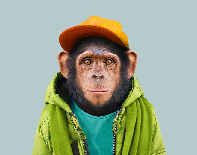 Common-Chimpanzee---...