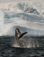 maryochse:

Amazing humpback in Alaska.