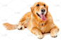 金毛猎犬