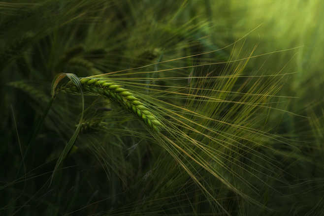 Barley beauty by Rei...