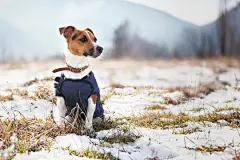 点击来源直接获取大图文件 |Small Jack Russell terrier in winter coat sitting at frozen ground with patches of snow on cold January sunny day, blurred trees and mountains background