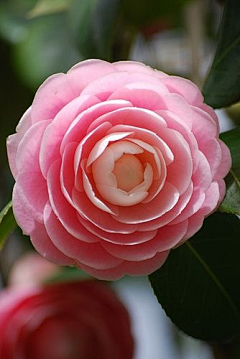 ~一抹新绿~采集到花花世界