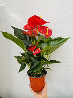 红掌造园小花匠采集到b-室内小盆栽(花卉)采集彩色马蹄莲3造园小花匠