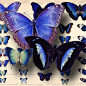 #蝴蝶# #摄影# 灬铃兰灬采集
Antique Butterfly Illustrations