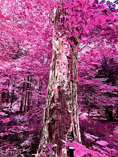 美丽的粉红色和紫色的红外全景乡村景观与蓝色的天空