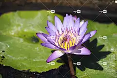 莲花 花壁纸 花 美丽的花朵 植物 花卉背景 自然 水生植物