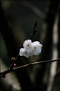 500px / Photo "Spring in Taipei" by David Cheng